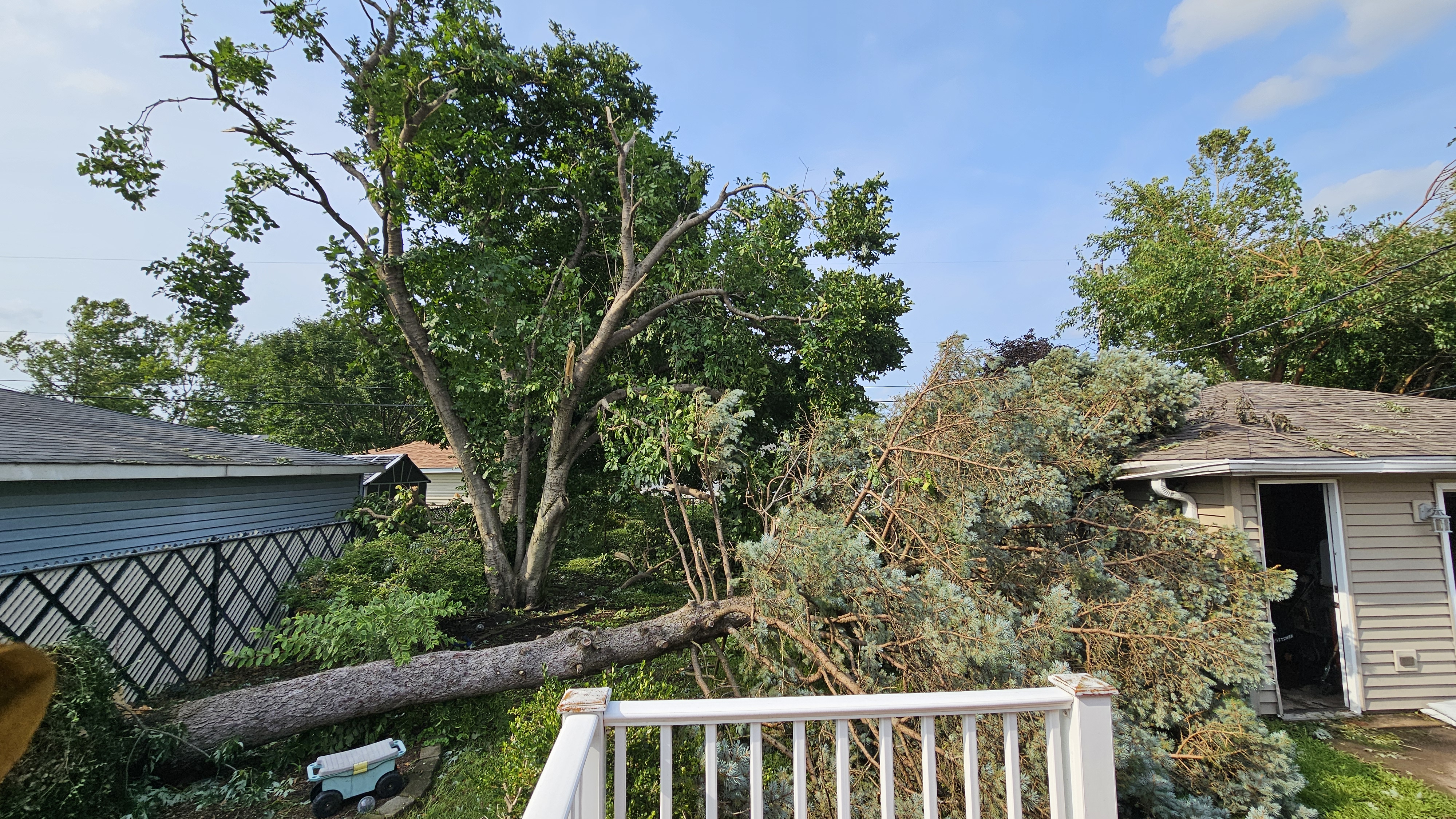 Sister-in-law's Backyard
